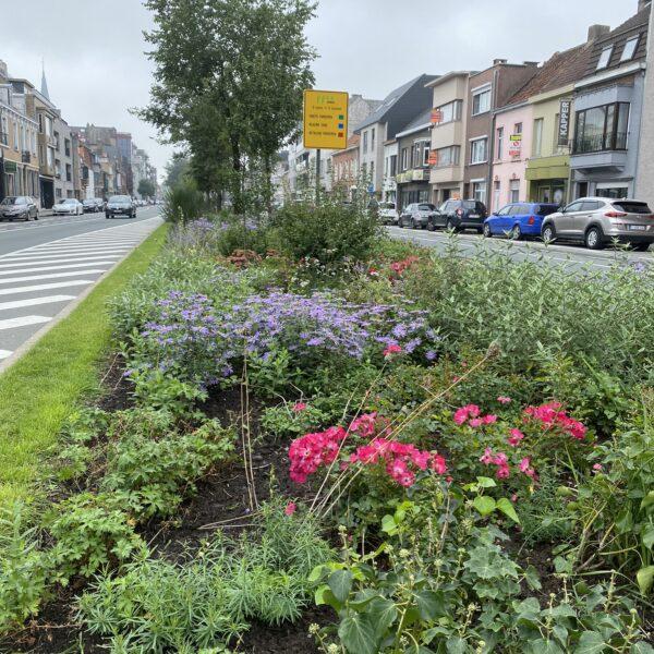 Choisya + Hedera hibernica + aster + rozen